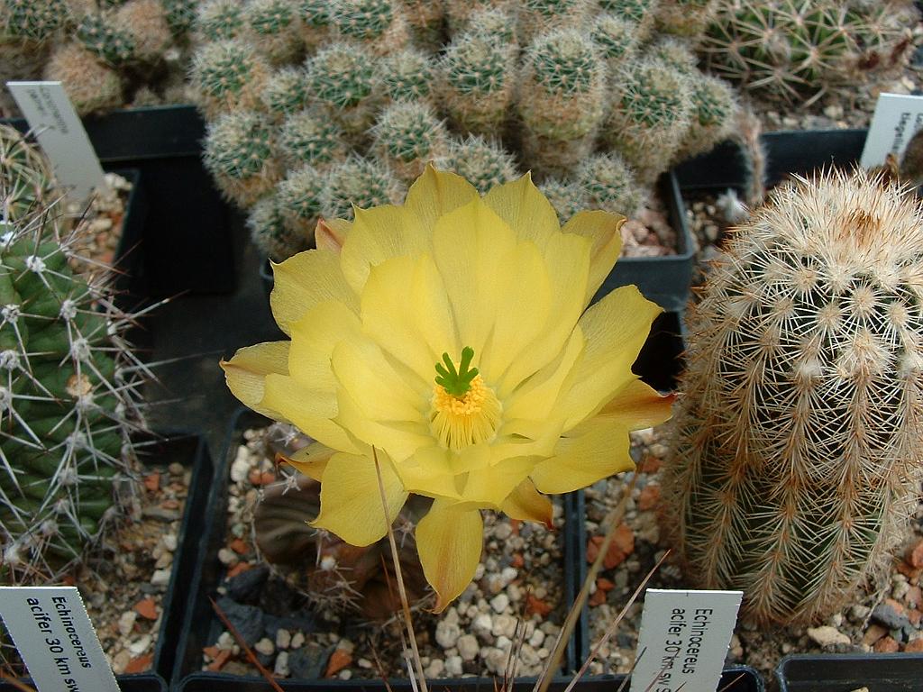 Echinocereus subinermis.JPG